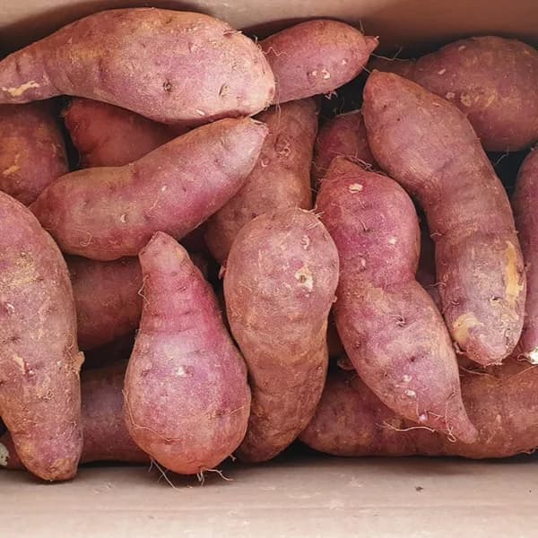 달콤고구마 해남 햇 황토 꿀고구마 베니하루카 한입 10kg 1박스