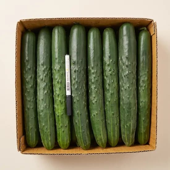 취청오이 특품 2kg 1박스 9,950원