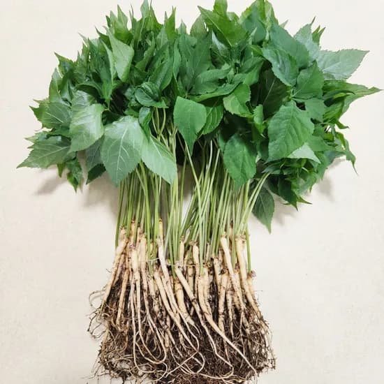 영광 다은 새싹삼 미니 1g 30개 13,500원