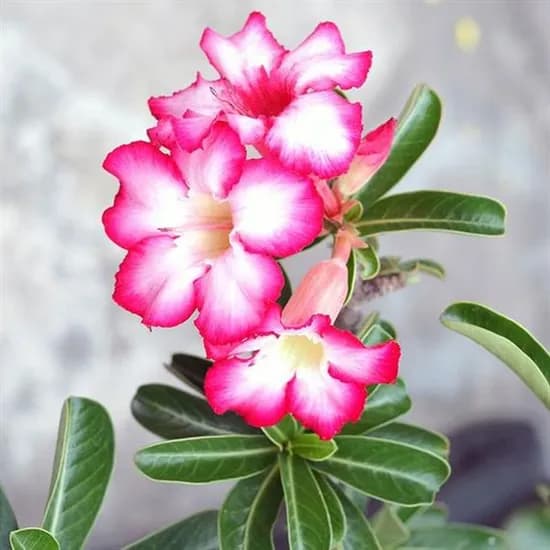석화 사막의장미 Adenium 씨앗, 5개