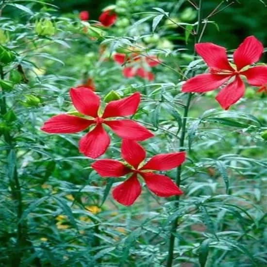 단풍잎촉규화 씨앗 5알