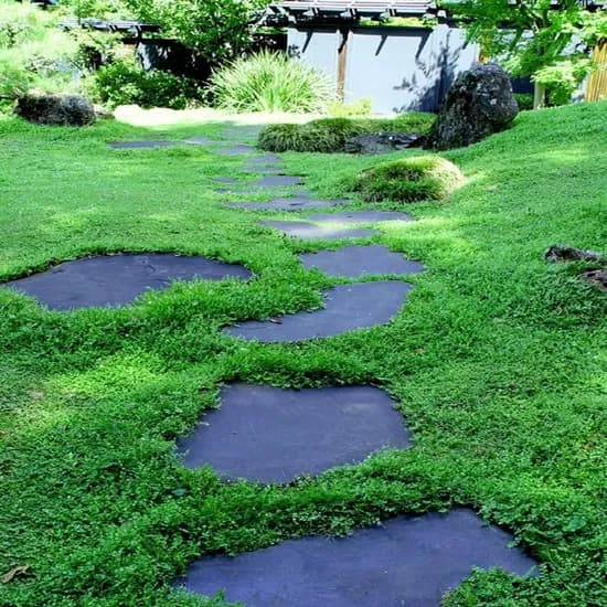 그린카펫 Green Carpet 씨앗, 1000립