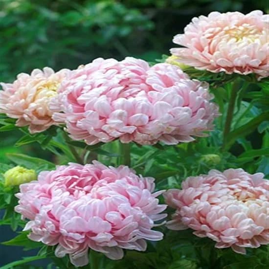 겹과꽃 Duchess Peony 코랄로즈, 20알