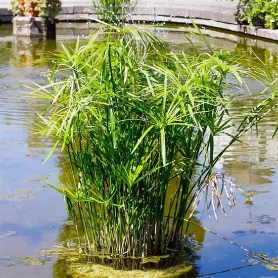 모야모 시페루스 Cyperus alternifolius nanus, 100알