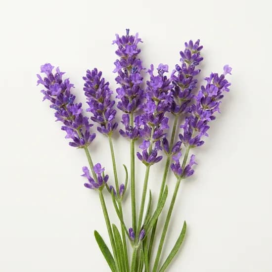 모야모 잉글리쉬라벤더 True Lavender Lavandula angustifolia 30립 1개