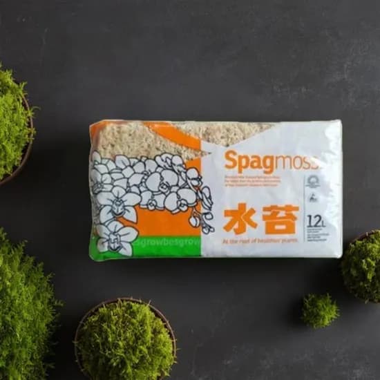 뉴질랜드 수태 물이끼 토피어리, 2A, 150g, 1개