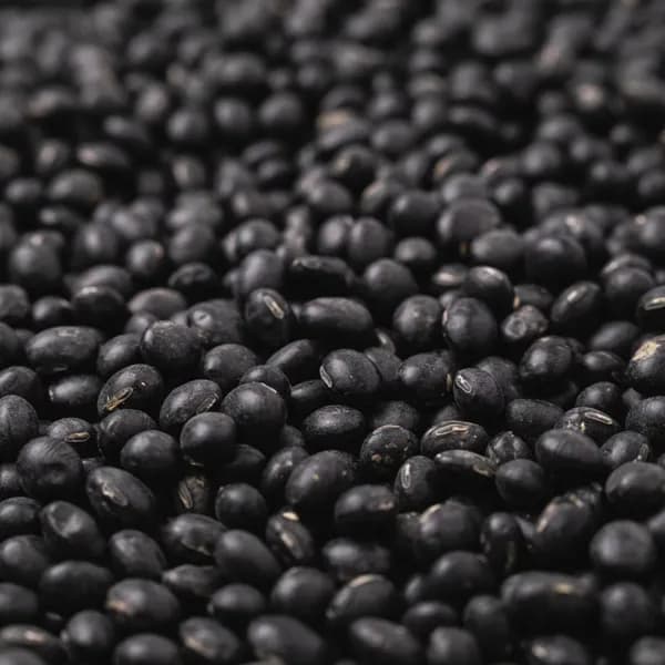 2025년 국내산 서목태 약콩 500g 1개