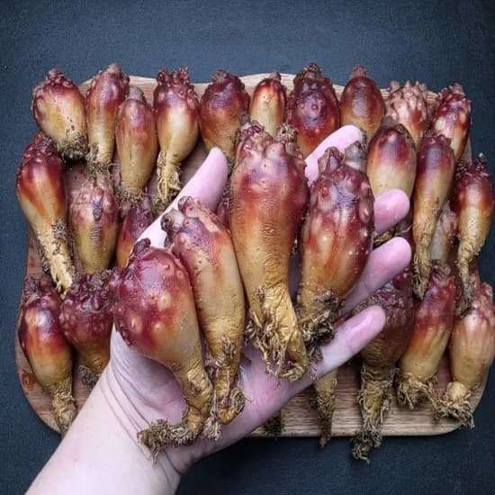 국내산 활 멍게 앵치멍게 3kg 1개