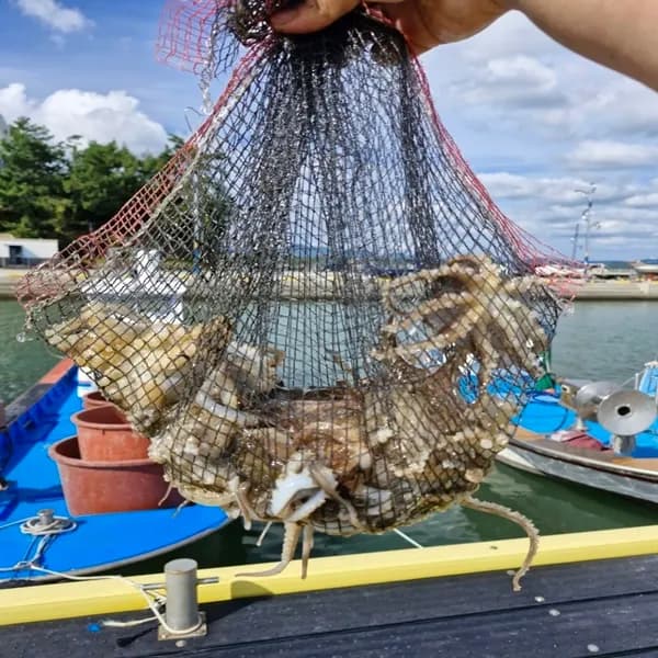 알배기 국내산 활 주꾸미 1kg