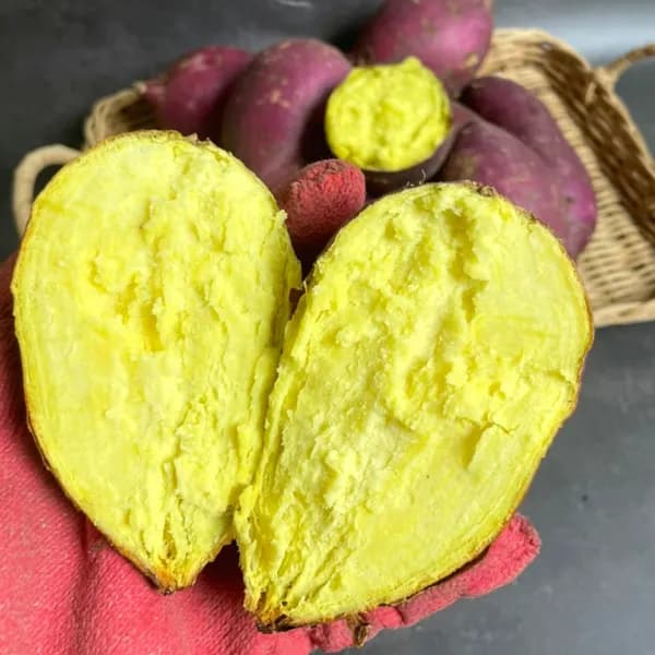 정동원고구마 · 황금밤고구마 5kg 1개