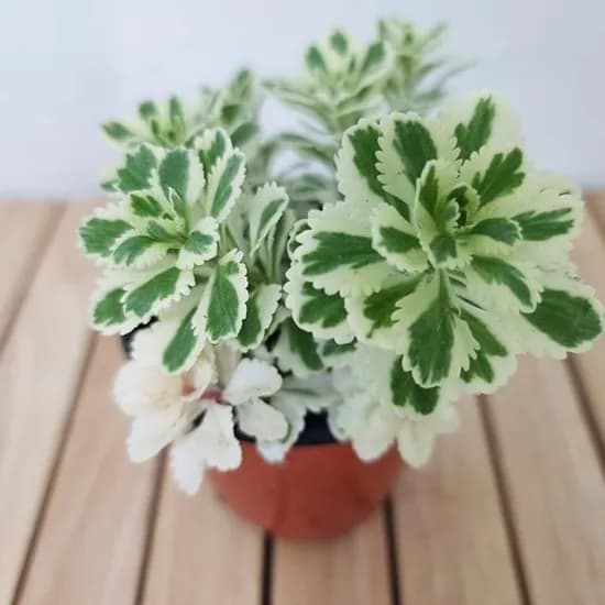 아틀란티스 화분, 1개