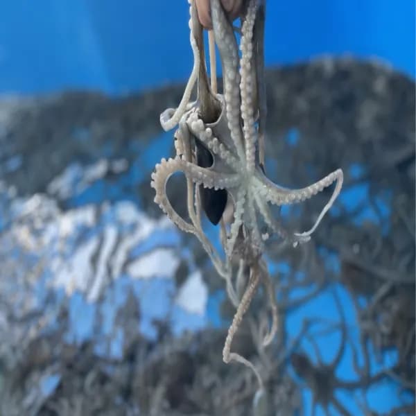 목포 아빠낙지 중대낙지 170g 내외 21,000원