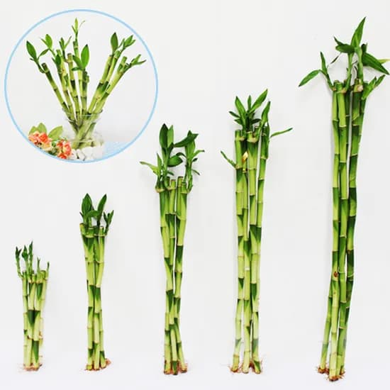 행복한세상 개운죽, 30cm, 5개입
