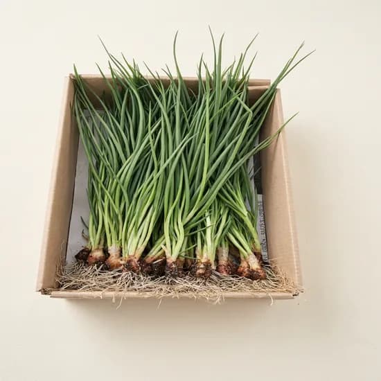 흙쪽파 1kg 1박스