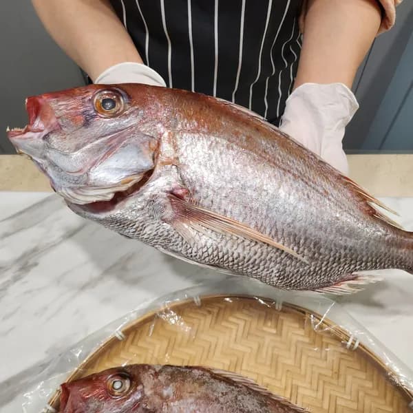 남해 자연산 손질 참돔 특대 반건조 40cm 이상 900g 1마리
