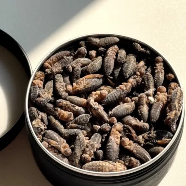키우다 냉뚜리 소사이즈 냉동귀뚜라미 15g 190마리 1개 21,500원
