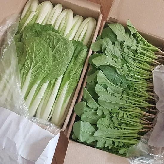 운악의 뜰 아기열무 얼갈이 1kg 1박스