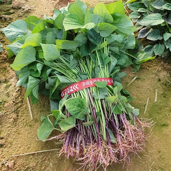 해남 꿀고구마 모종 베니하루카, 3kg, 1개