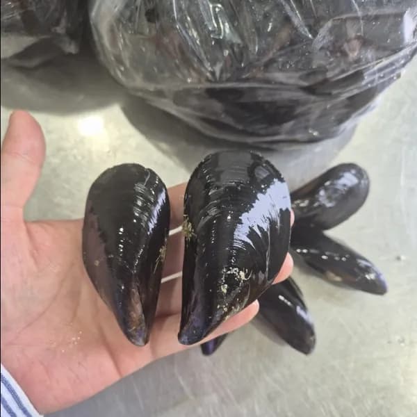 국내산 통영 홍합 생물 1kg 1박스 5,274원