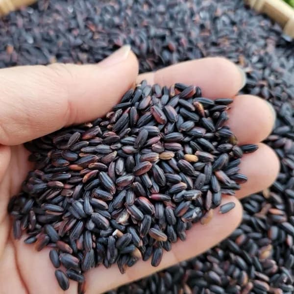 영원농산 국내산 진도 찰흑미 5kg