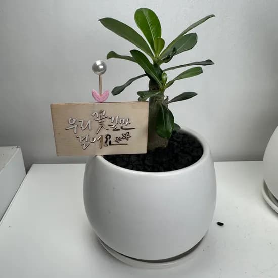 윤스가든 석화 미니바오밥 나무, 볼항아리, 1개