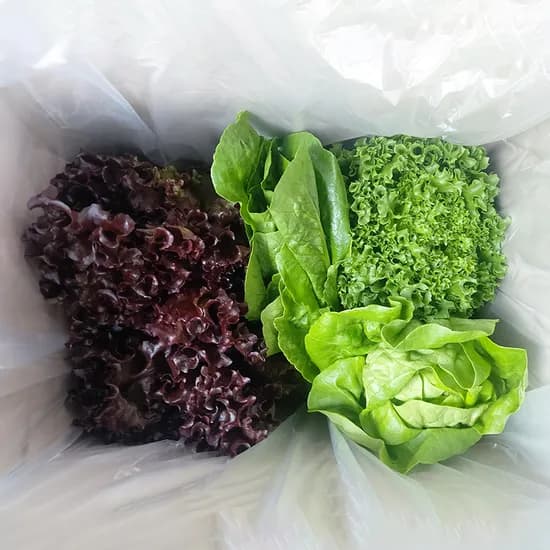 유러피안샐러드 1kg 1박스