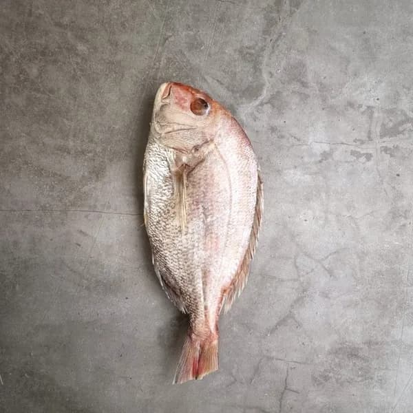 홍지수산 참돔 손질 저염 500g 이상 1개