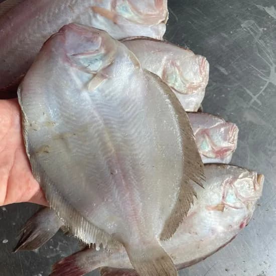 국내산 생물 가자미, 4kg, 1개