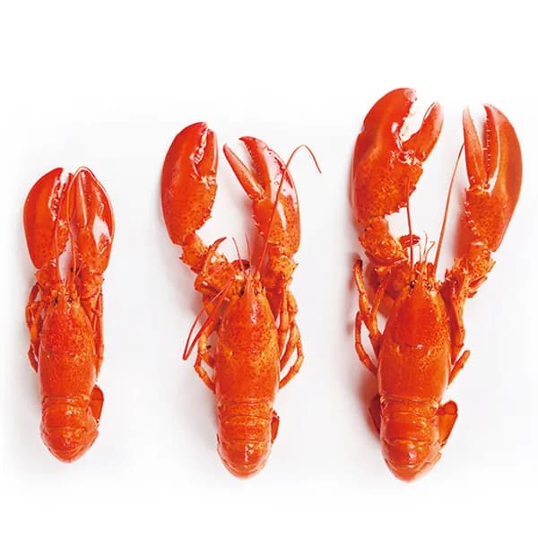 캐나다 자숙랍스터 약400g 1마리