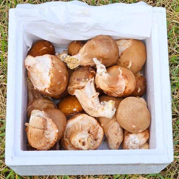 참송이버섯 가정용 500g 1박스 15,600원