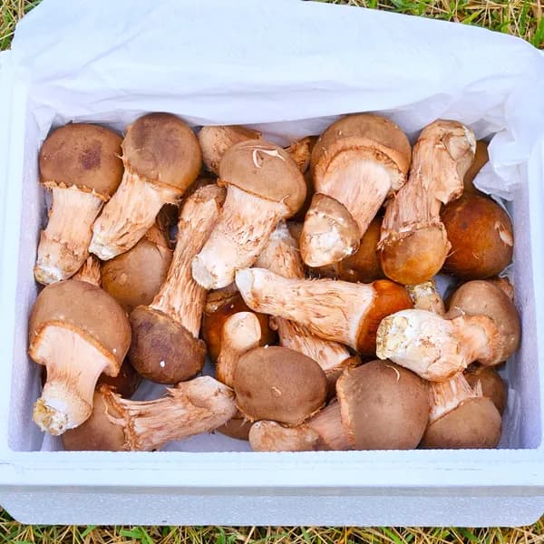 참송이버섯 1kg 1박스