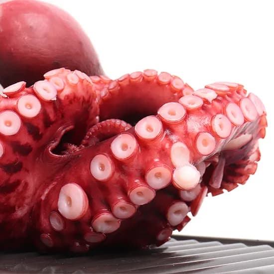 더줌 제수용 자숙 문어숙회 1.3kg 1마리