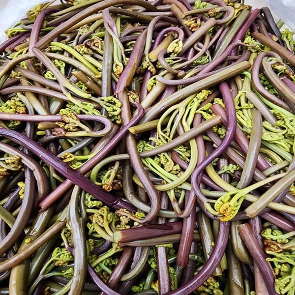 제주 급냉 햇생 고사리 1kg 4개 83,400원
