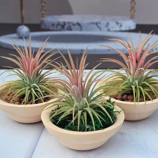 이랑 접시 소 토분 틸란드시아 이오난사 9x3.5cm 랜덤 9,801원