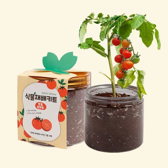 이지그로우 새싹재배키트, 방울토마토, 5개