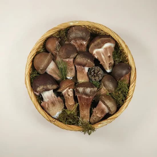참송이농장 참송이버섯 가정용 500g 1개