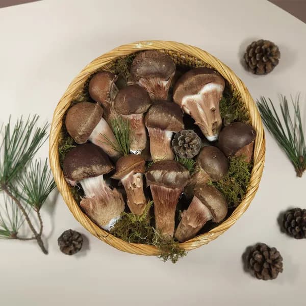참송이농장 참송이버섯 1kg