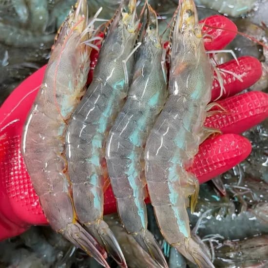 산지직송 활 뚱띠 흰다리새우, 1kg, 1팩