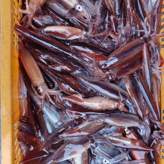 한잔푸드 국내산 동해안 활 오징어 1kg 1개