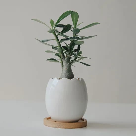 펫플랜트 미니바오밥 오베숨, 깨진달걀 화이트 화분, 받침 8cm, 마사토, 1개