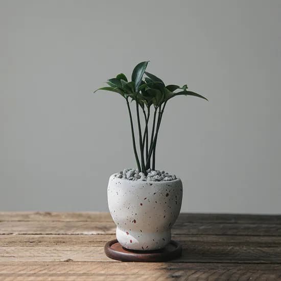 죽백 스플래쉬팟, 원목 받침 8.8cm, 화산석 그레이, 1개