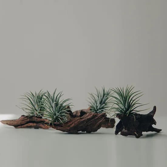 펫플랜트 자이언트 이오난사 조경유목 세트, 레이아웃 유목 1개, 자이언트 이오난사 1개