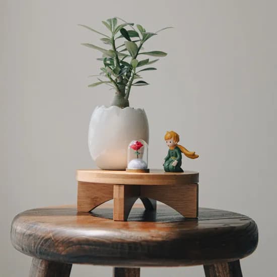 펫플랜트 오베숨 깨진달걀 어린왕자장미세트, 오베숨+깨진달걀(화이트)+어린왕자유리장미+원형받침(대)+마사토, 1개