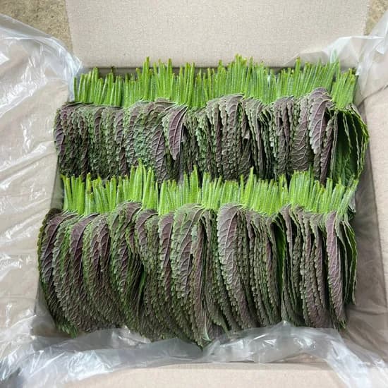 밀양 청년 깻잎, 500g, 1박스