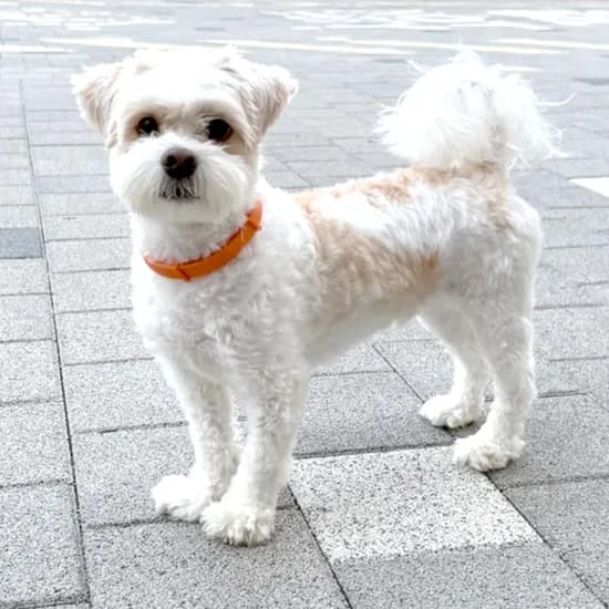 베러댄 강아지 진드기 해충방지 목걸이, 오렌지, 1ml, 1개