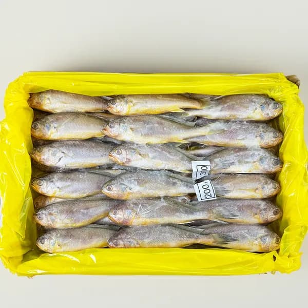 해물총각 냉동 참조기 42마리 내외 3.5kg