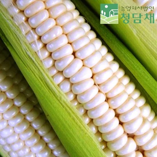 청담채 괴산 대학 찰옥수수, 17cm 이상, 20개입