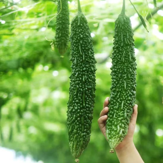 초과농원 생여주 3kg 1박스