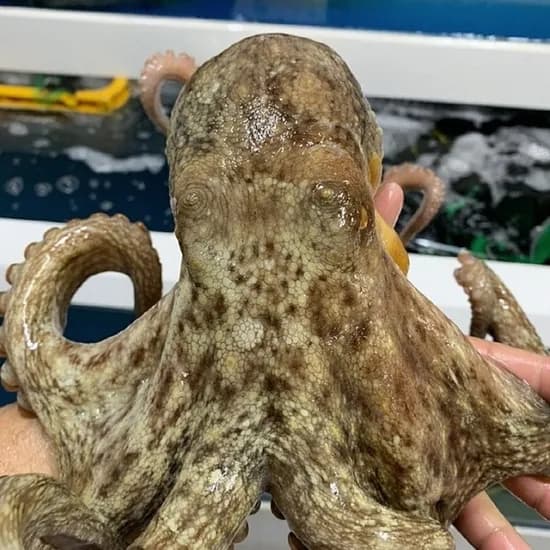 훈씨네 남해산 활문어, 1kg, 1개