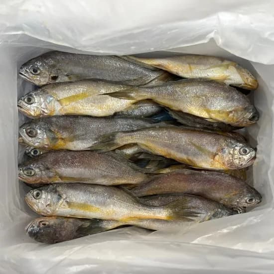 영광 급냉 생 참조기, 1.5kg 내외, 20~25미, 1박스